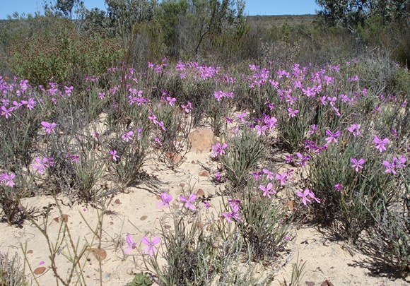 Pelargonium coronopifolium